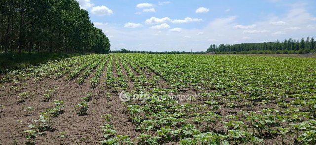 Eladó mezogazdasagi ingatlan, Debrecenben 159 M Ft