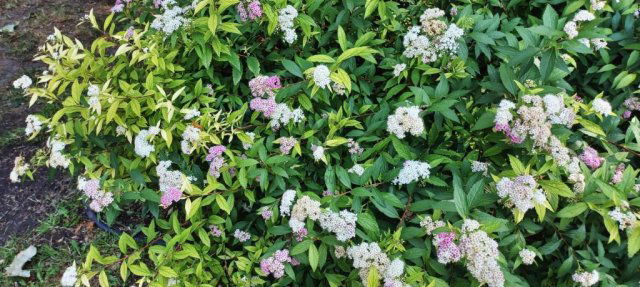 Eladó téglalakás, Budapesten, XIV. kerületben 104.9 M Ft