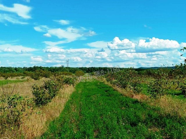 Eladó mezogazdasagi ingatlan, Sződön 89 M Ft