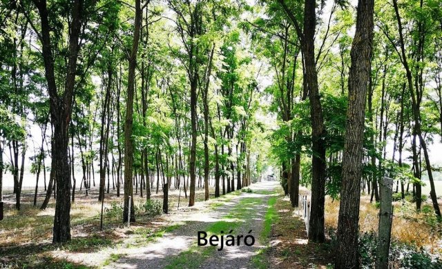 Eladó családi ház, Kiskunfélegyházán 109 M Ft, 5 szobás