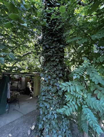 Eladó telek, Szegeden 7 M Ft / költözzbe.hu