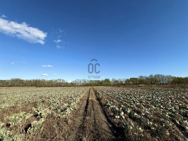Eladó mezogazdasagi ingatlan, Újfehértón 35.9 M Ft
