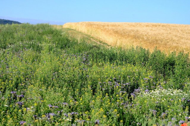 Eladó mezogazdasagi ingatlan, Katymáron 31.5 M Ft