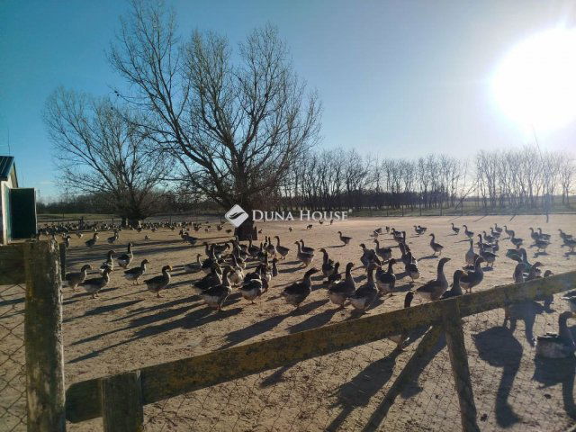 Eladó mezogazdasagi ingatlan, Tatárszentgyörgyön 400 M Ft