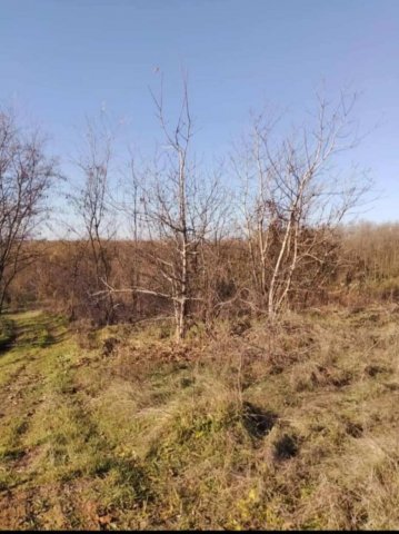 Eladó mezogazdasagi ingatlan, Igalon 1.99 M Ft