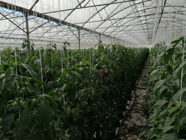 Eladó mezogazdasagi ingatlan, Medgyesegyházán 44.9 M Ft