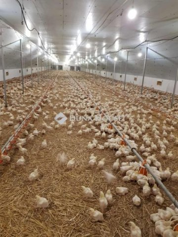 Eladó mezogazdasagi ingatlan, Mátyásdombon 325 M Ft