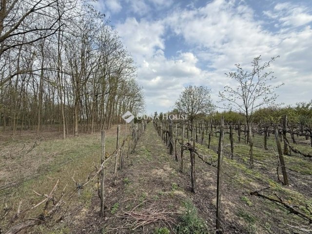 Eladó mezogazdasagi ingatlan, Kecskeméten 29.9 M Ft, 3 szobás