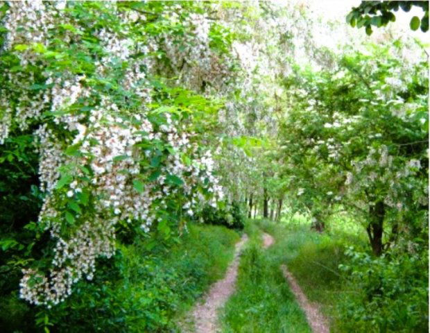 Eladó mezogazdasagi ingatlan, Balatonhenyén 4.3 M Ft