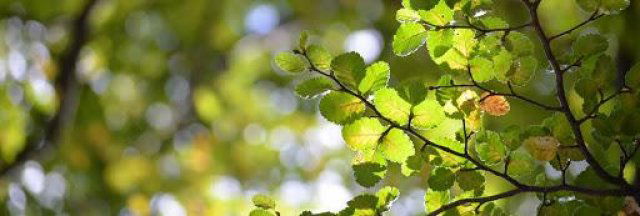 Eladó telek, Gödöllőn 39.9 M Ft / költözzbe.hu