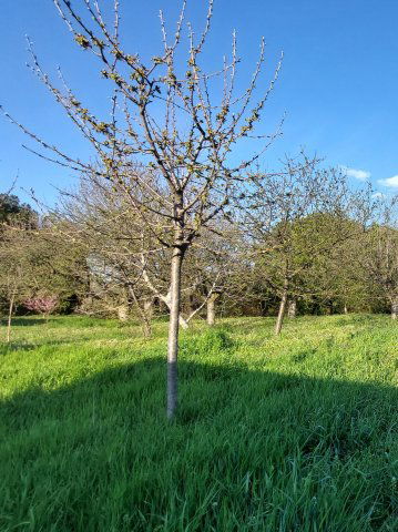 Eladó telek, Deszken 11.5 M Ft / költözzbe.hu