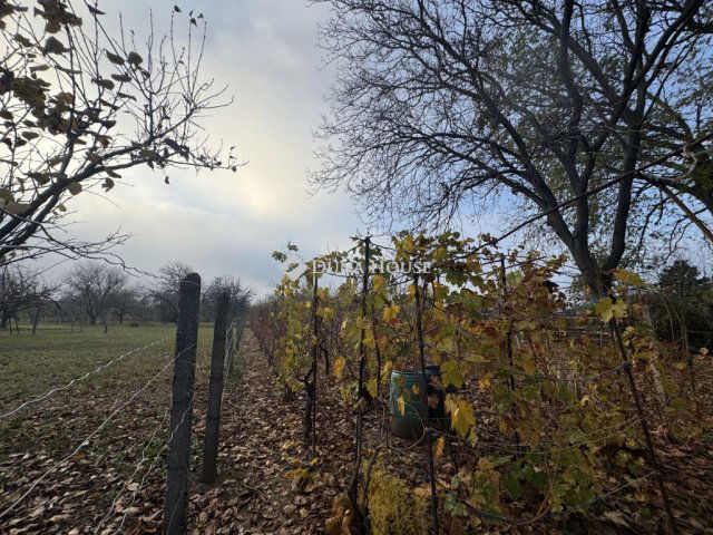 Eladó családi ház, Pécsett, Hamvas utcában 12.9 M Ft, 1 szobás