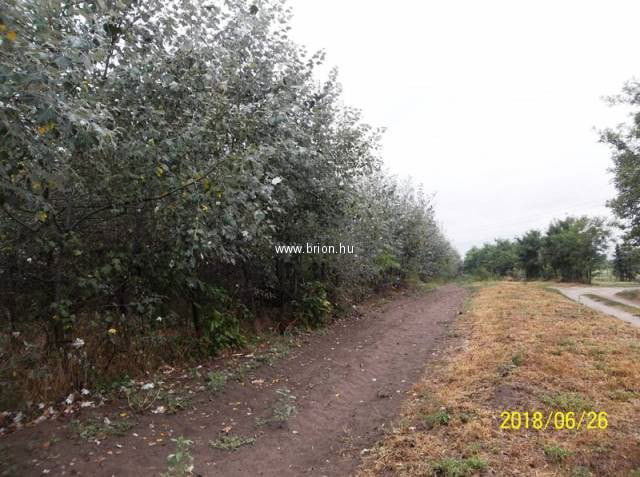 Eladó mezogazdasagi ingatlan, Kakucson 49 M Ft