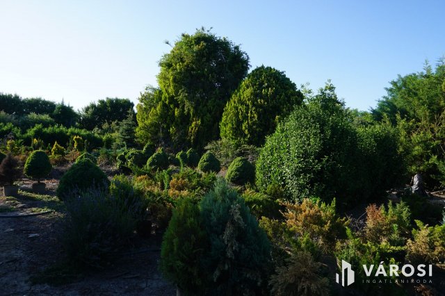 Eladó mezogazdasagi ingatlan, Szegeden 22 M Ft