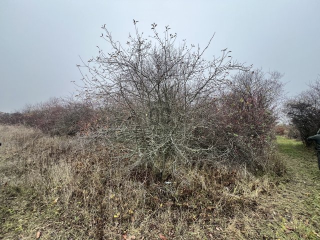 Eladó telek, Törökbálinton 9.99 M Ft / költözzbe.hu