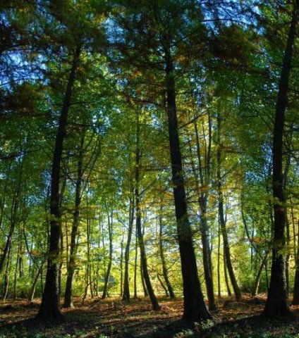 Eladó mezogazdasagi ingatlan, Keszthelyen 3.85 M Ft