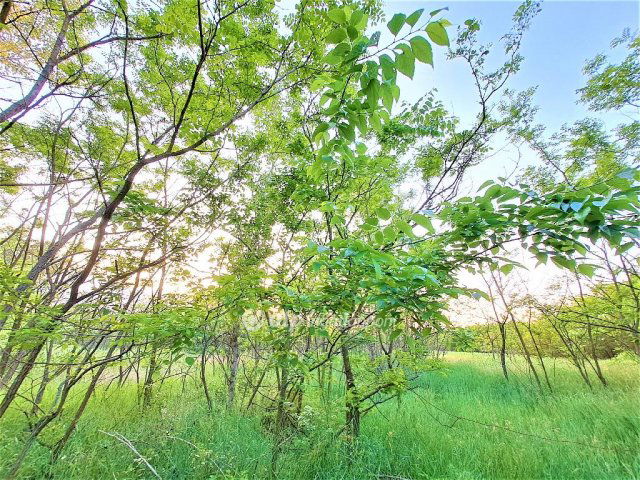 Eladó mezogazdasagi ingatlan, Tápióbicskén 3.9 M Ft