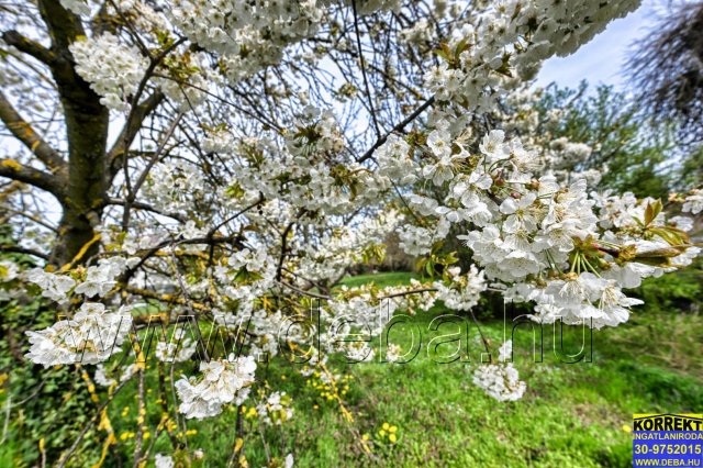 Eladó telek, Balatonlelleén 67.9 M Ft / költözzbe.hu
