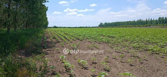 Eladó mezogazdasagi ingatlan, Debrecenben 159 M Ft