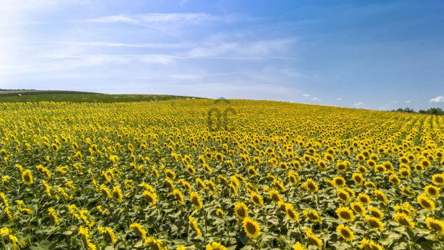 Eladó mezogazdasagi ingatlan, Biatorbágyon 2.9 M Ft