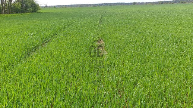 Eladó mezogazdasagi ingatlan, Kisunyomon 39.9 M Ft