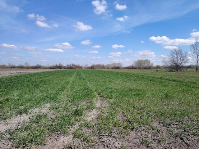 Eladó mezogazdasagi ingatlan, Bugyin 3.5 M Ft
