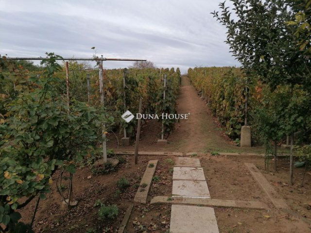 Eladó mezogazdasagi ingatlan, Nyíregyházán 11.5 M Ft