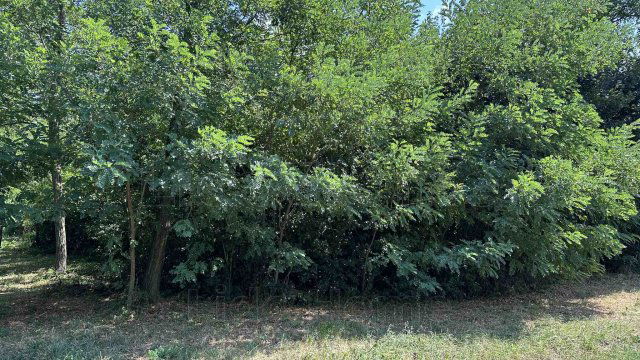 Eladó telek, Sármelléken 16 M Ft / költözzbe.hu