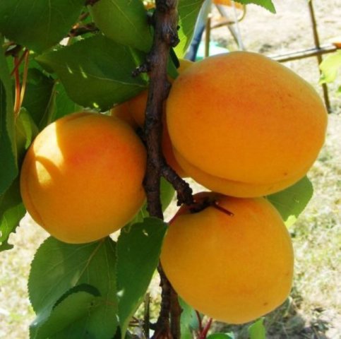 Eladó mezogazdasagi ingatlan, Tökön 77 M Ft