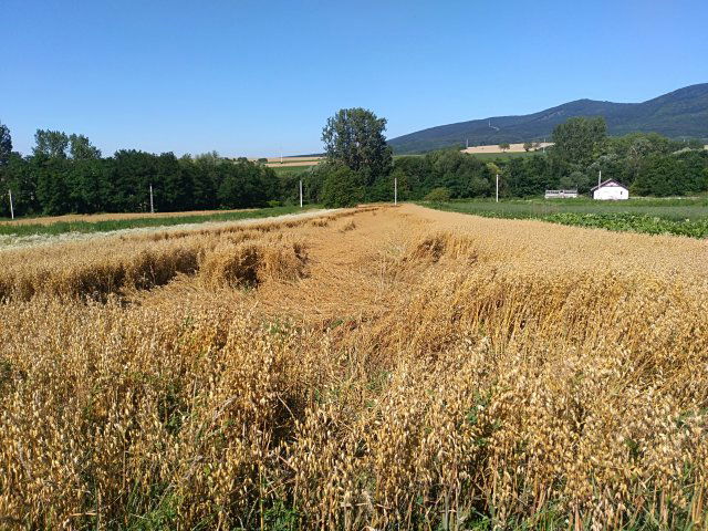 Eladó telek, Nagybörzsönyön 9.99 M Ft / költözzbe.hu