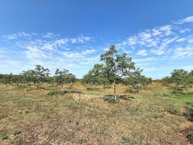 Eladó mezogazdasagi ingatlan, Cegléden 99.99 M Ft