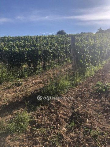 Eladó mezogazdasagi ingatlan, Mádon 20 M Ft / költözzbe.hu