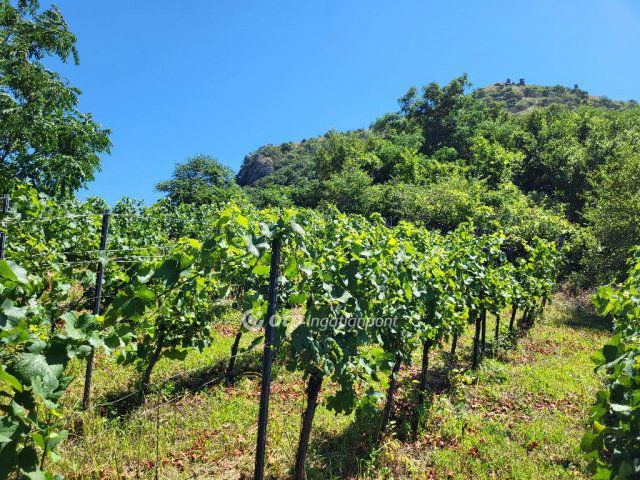 Eladó mezogazdasagi ingatlan, Gyulakeszin 79.9 M Ft