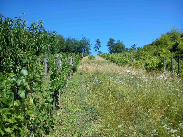 Eladó mezogazdasagi ingatlan, Lesencetomajon 14.5 M Ft