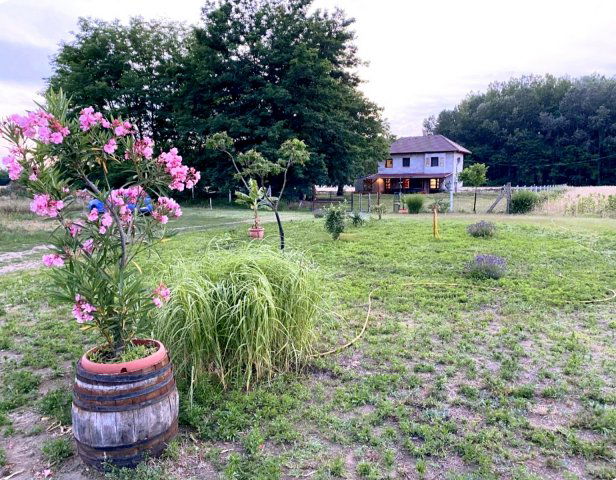 Eladó mezogazdasagi ingatlan, Kiskunmajsán 54.99 M Ft