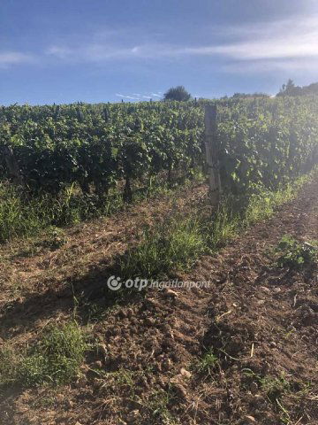 Eladó mezogazdasagi ingatlan, Mádon 20 M Ft / költözzbe.hu