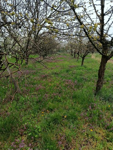 Eladó mezogazdasagi ingatlan, Öskün 28 M Ft