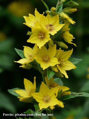 Eladó mezogazdasagi ingatlan, Szegeden 7.5 M Ft, 1 szobás