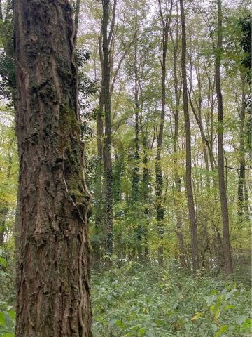 Eladó telek, Bocföldén 10.9 M Ft / költözzbe.hu