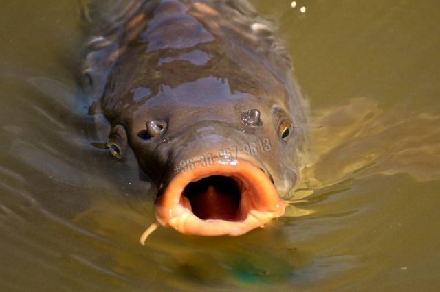Eladó telek, Békésen 5 M Ft / költözzbe.hu