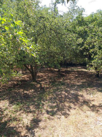 Eladó mezogazdasagi ingatlan, Tiszaföldváron 15 M Ft