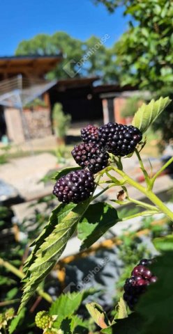 Eladó telek, Zalalövőn 5.9 M Ft / költözzbe.hu