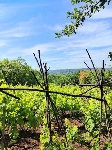 Eladó mezogazdasagi ingatlan, Miskolcon 2.99 M Ft