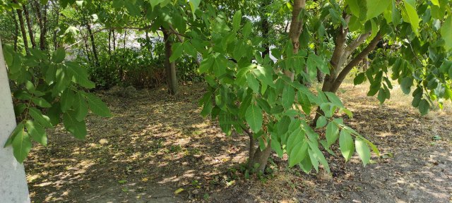 Eladó mezogazdasagi ingatlan, Bölcskén 9.9 M Ft