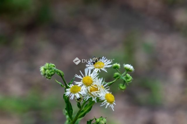 Eladó családi ház, Harsányban 399 M Ft, 7 szobás