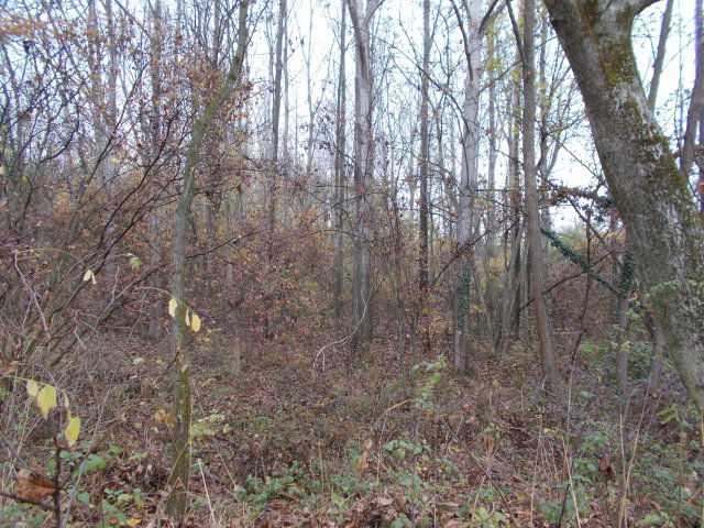 Eladó mezogazdasagi ingatlan, Ságváron 78 M Ft