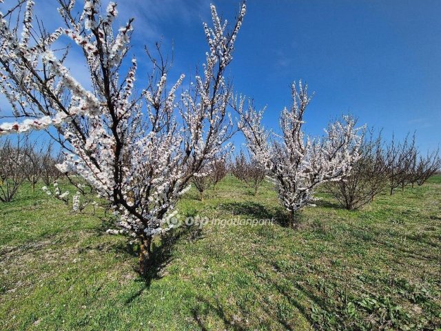 Eladó mezogazdasagi ingatlan, Szentesen 22.8 M Ft