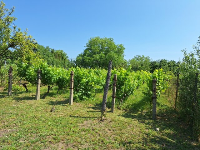 Eladó családi ház, Bicskén 19.5 M Ft, 3 szobás
