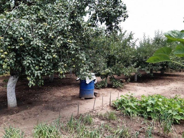 Eladó mezogazdasagi ingatlan, Szentesen 6.5 M Ft