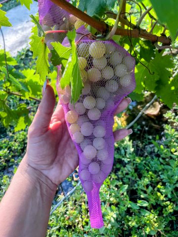 Eladó nyaraló, Békéscsabán 15.2 M Ft, 1+1 szobás